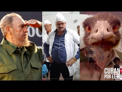 Insólitos inventos del régimen para engañar a los cubanos: moringa, avestruz, jutías y las tripas