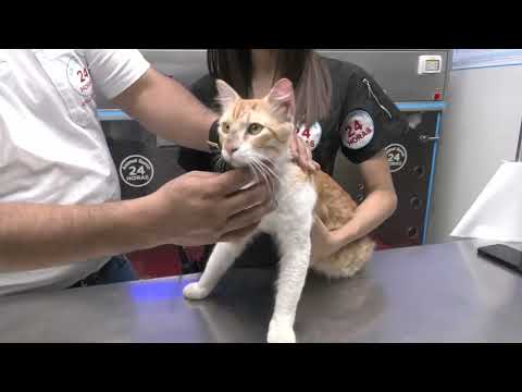 Surco: captan a sujeto arrojando un gato a patio de veterinaria