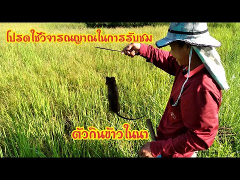 ใส่บ้วงหนูนา-ข้าวกำลังงาม-ใส่บ ใส่บ้วงหนูนา-ข้าวกำลังงาม-ใส่บ