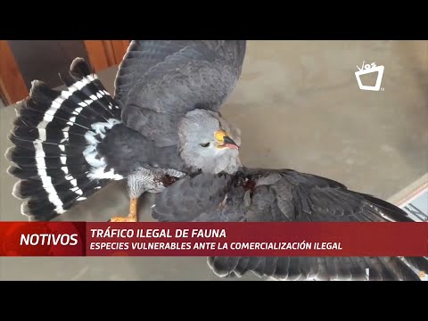 Algunas especies vulnerables ante la comercialización ilegal en Nicaragua