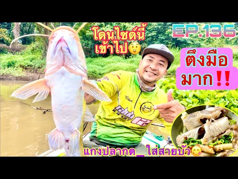 แซ่บในซอยโคราช Channel ล่าปลากดใหญ่‼️ในวันน้ำตาย😲ตกปลากดทำแกงสายบัวกินบนเรือ👍😋EP.13