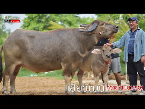เฮียวัฒน์-นักพัฒนาควายงาม-อำเภ เฮียวัฒน์-นักพัฒนาควายงาม-อำเภ