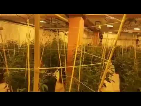 Policía ocupa el invernadero más grande de marihuana hidropónica registrado en la Isla