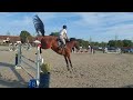 Show jumping horse 6j springpaard, Orlando x Clinton