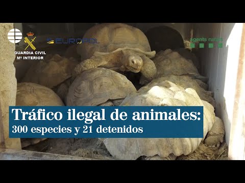 Tráfico de animales: Incautadas más de 300 especies de reptiles y 21 personas detenidas