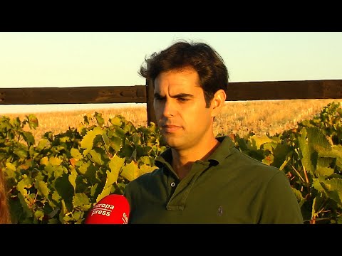 La vendimia se adelanta con seis mil kilos menos de uvas en un viñedo de Carrión (Sevilla)