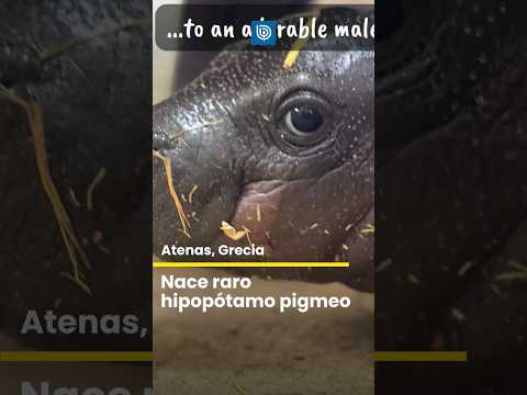 Nace raro hipopótamo pigmeo en Grecia