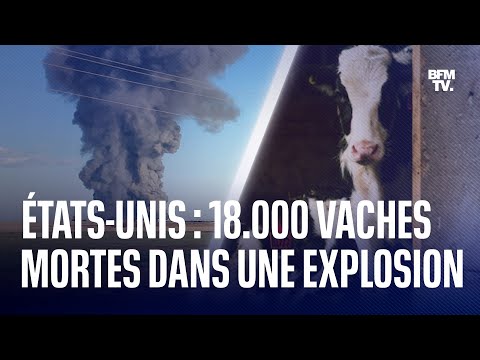 États-Unis: 18.000 vaches tuées dans l'explosion d'une ferme au Texas