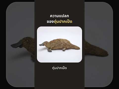 ความแปลกของตุ่นปากเป็ด