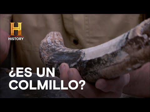 Antiguo Colmillo de mastodonte - EL PRECIO DE LA HISTORIA