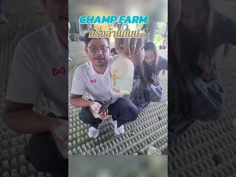 champfarmฟาร์มปลากัดนครปฐมค