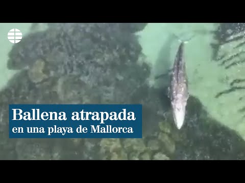 Una ballena está atrapada en una de las playas más turísticas de Mallorca