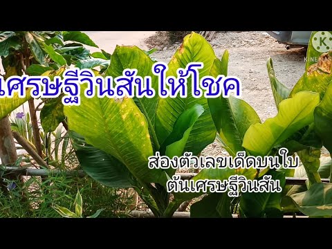 เศรษฐีวินสัน,ให้โชค