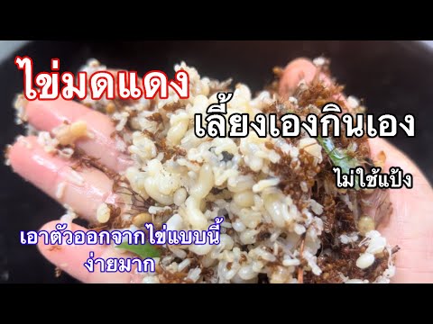 ไข่มดแดงวิธีแยกไข่กับตัวออกโด