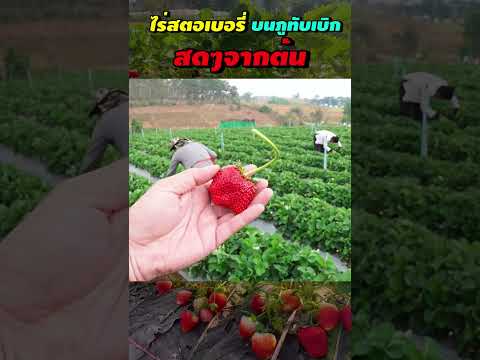 เก็บสตอเบอรี่สดๆจากไร่บนภูทับ