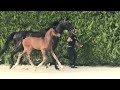 Dressage horse Hengstenveulen Fynch Hatton x Negro
