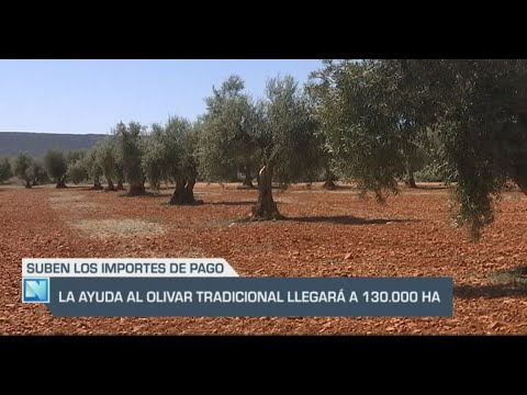 El Campo | La ayuda al olivar tradicional llegará a 130.000 hectáreas | 22/11/23