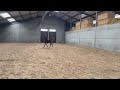 Cheval de dressage Top Glamourdale x Apache stallion for sale