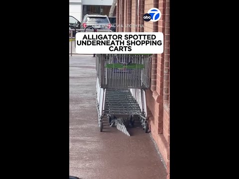 Alligator hides under shopping carts