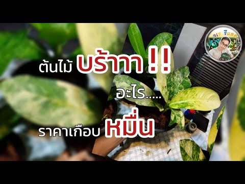 เศรษฐีวิลสันด่าง-วิลสันด่าง-เศ เศรษฐีวิลสันด่าง-วิลสันด่าง-เศ