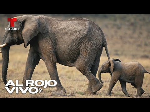 Investigación revela que los elefantes africanos se llaman por sus nombres