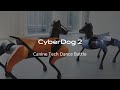Canine Tech Dance Battle  CyberDog 2