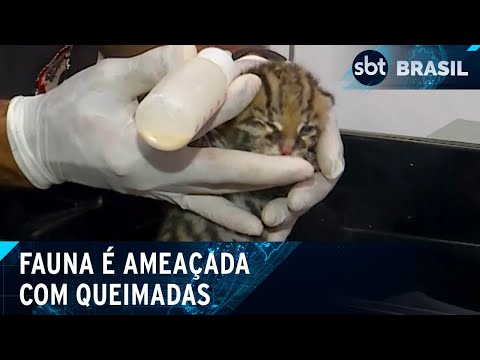 Animais  precisam lidar com desequilíbrio ambiental após incêndios | SBT Brasil (28/09/24)