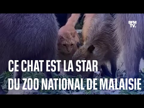 Un chat adopté par des capybaras est devenu l'attraction principale du zoo national de Malaisie