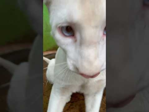 El zoológico Thomas Belt de Juigalpa compartió este video de Itzae, el primer puma albino del país.