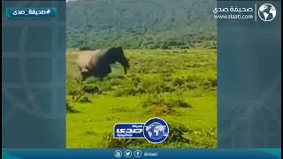 وحيد القرن يقهر الجاموس البري