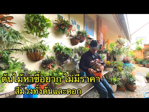 ต้นไม้สีม่วง-ดอกสีม่วง-ไม่มีขา ต้นไม้สีม่วง-ดอกสีม่วง-ไม่มีขา