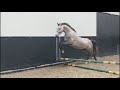 Allround paard Allround, netjes aangereden 4 jarige spring gefokte KWPN merrie