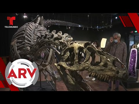 Subastarán fósil de un alosaurio en Francia | Al Rojo Vivo | Telemundo