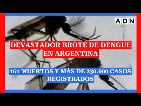 Devastador brote histórico de Dengue en Argentina: 161 muertos y más de 230.000 casos registrados