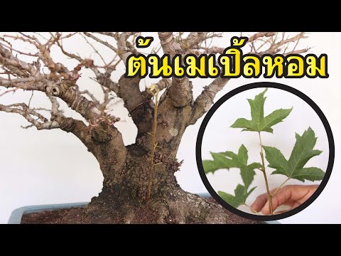 แนะนำบอนไซเมเปิ้ลหอมบอนไซนอก