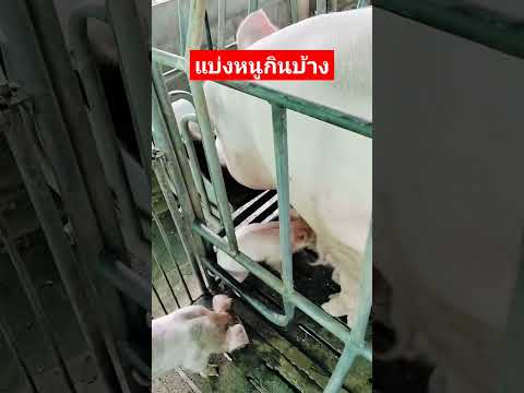 หนูขอกินหน่อยนะแม่ของแทร่pig