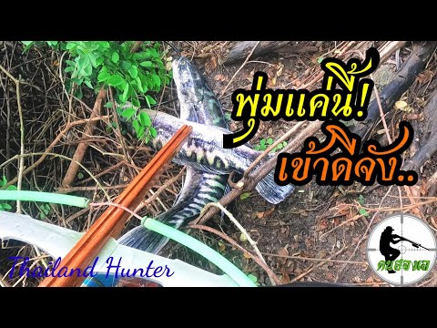 #SHOOT-FISH-ยิงปลาชะโดเข้าพุ่ม #SHOOT-FISH-ยิงปลาชะโดเข้าพุ่ม