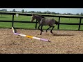 Show jumping horse Merrieveulen uit prestatiestam