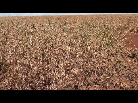 Soja y yerba mate lideran producción agrícola en Nueva Alborada