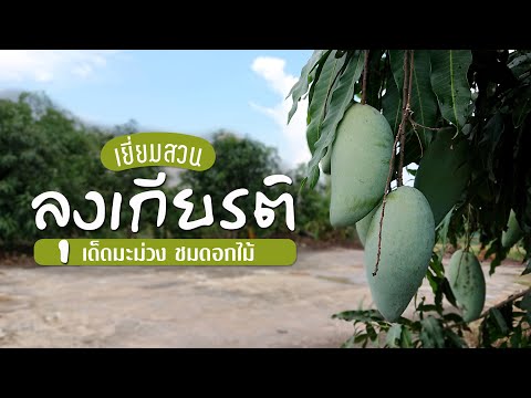 เยี่ยมสวนลุงเกียรติ-เด็ดมะม่วง เยี่ยมสวนลุงเกียรติ-เด็ดมะม่วง