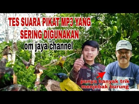 Suara Pikat mp3 andalan jaya channel sangat ampuh mari buktikan