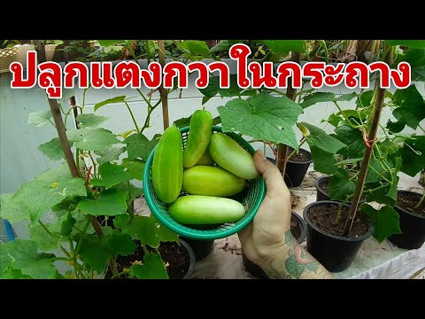 ปลูกแตงกวาในกระถางใบเล็ก-เคล็ด ปลูกแตงกวาในกระถางใบเล็ก-เคล็ด