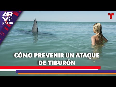 Ataques de tiburones: Biólogo marino enseña a prevenirlos