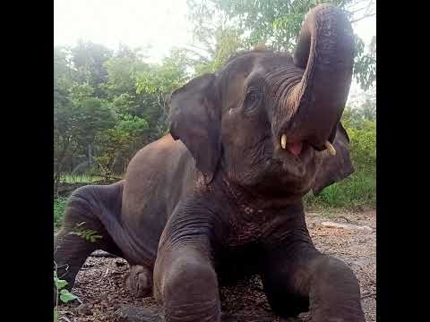 หนูใบเตย ช้างน่ารัก การถ่ายทอดสดของหนูใบเตยช้างน่ารัก