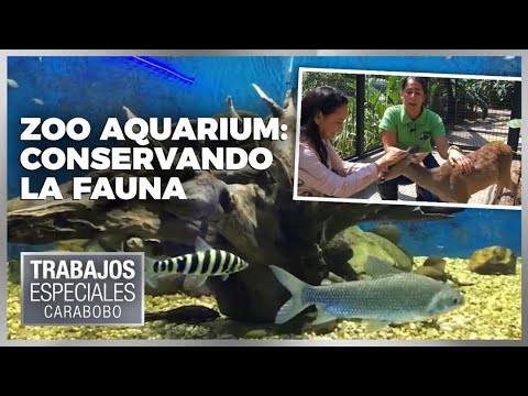 Zoo Aquarium: Conservando la fauna - Especial VPItv