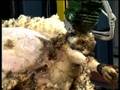 Овцеводство: Robot Sheep Shearing