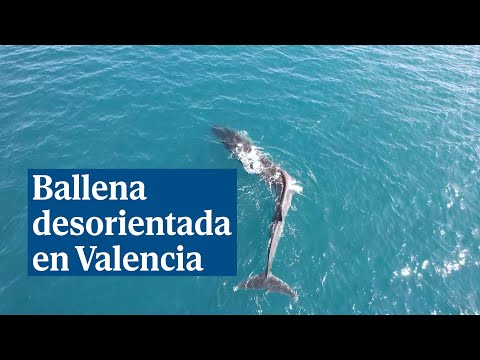 Una ballena desorientada a dos millas de la playa de Cullera, Valencia