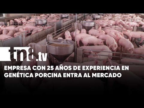 GENESUS, experto en mejora genética porcina ingresa al mercado nicaragüense