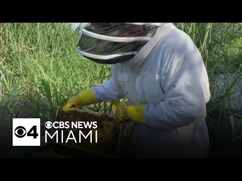 South Florida beekeeper removes nuisance hives, relocates them to a bee rescue in Homestead