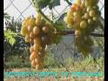Виноградарство: liya
